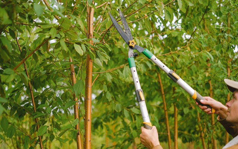 Tree trimming in Advance, MO